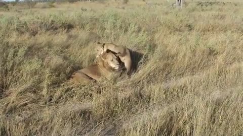 Lions Mating in Field