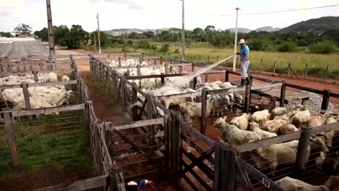 US faces beef price hikes under Trump's new Brazil tariffs