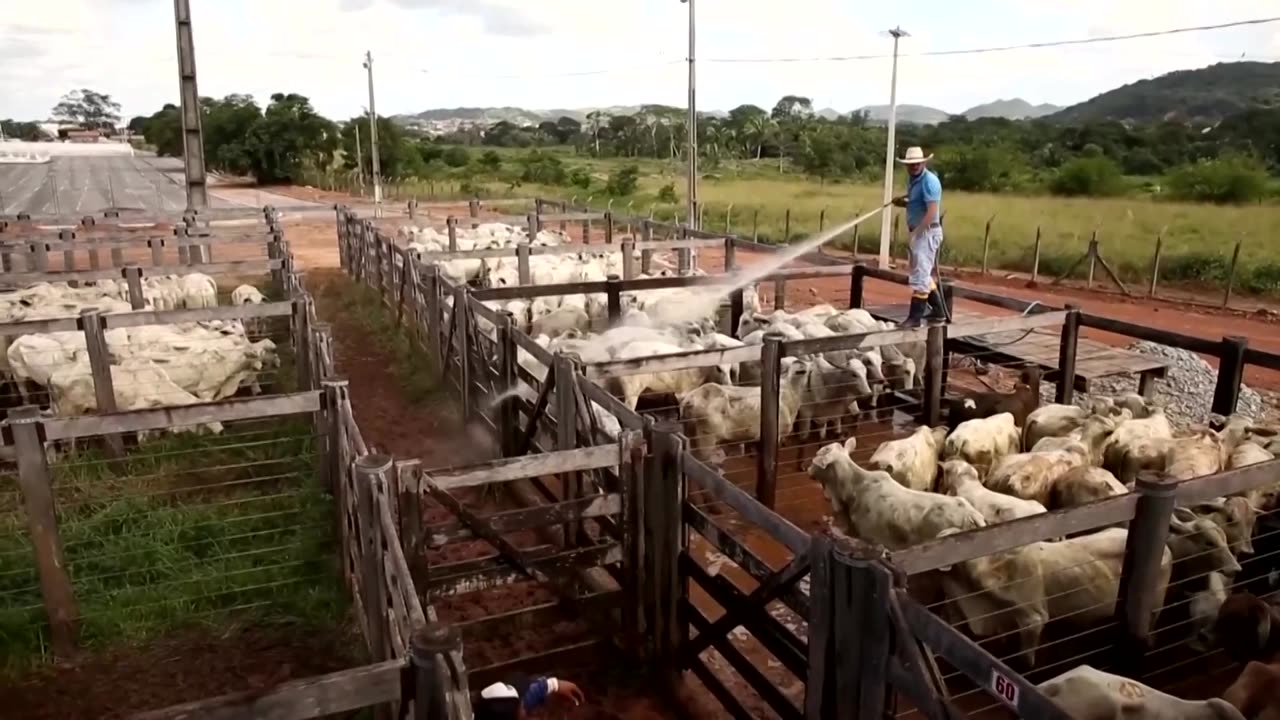US faces beef price hikes under Trump's new Brazil tariffs