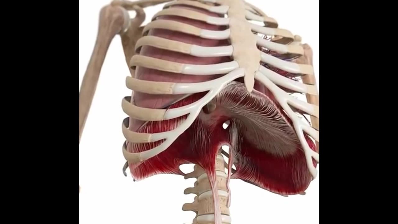 Look at the great diaphragm in the body here.