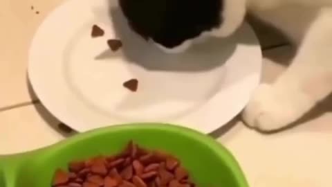 OCD CATS TUESDAY 7/15/25