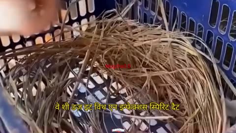 These eggs are for you