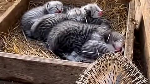 The cat's friend protects its kittens