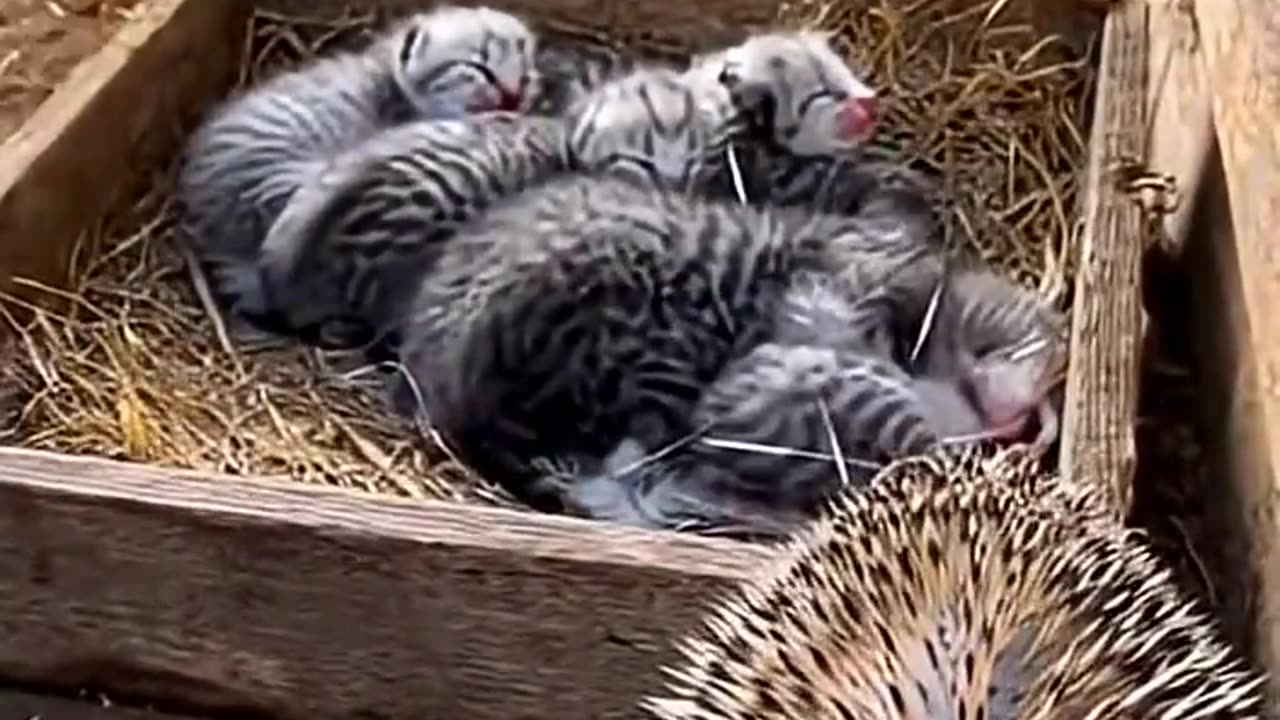 The cat's friend protects its kittens