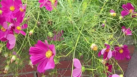 Colorful flowers