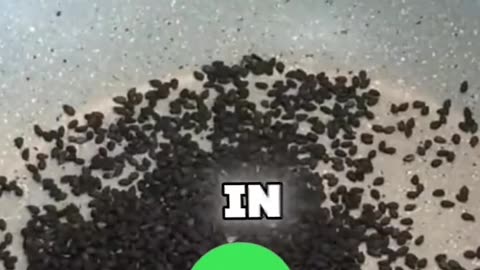 Turn White Hair Black Naturally, No Harsh Dyes!