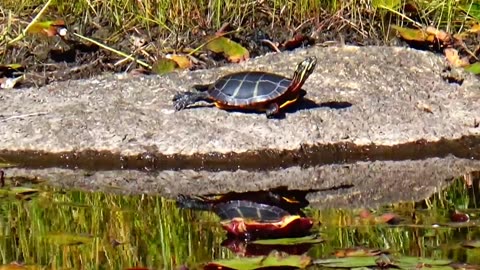 Painted Turtle