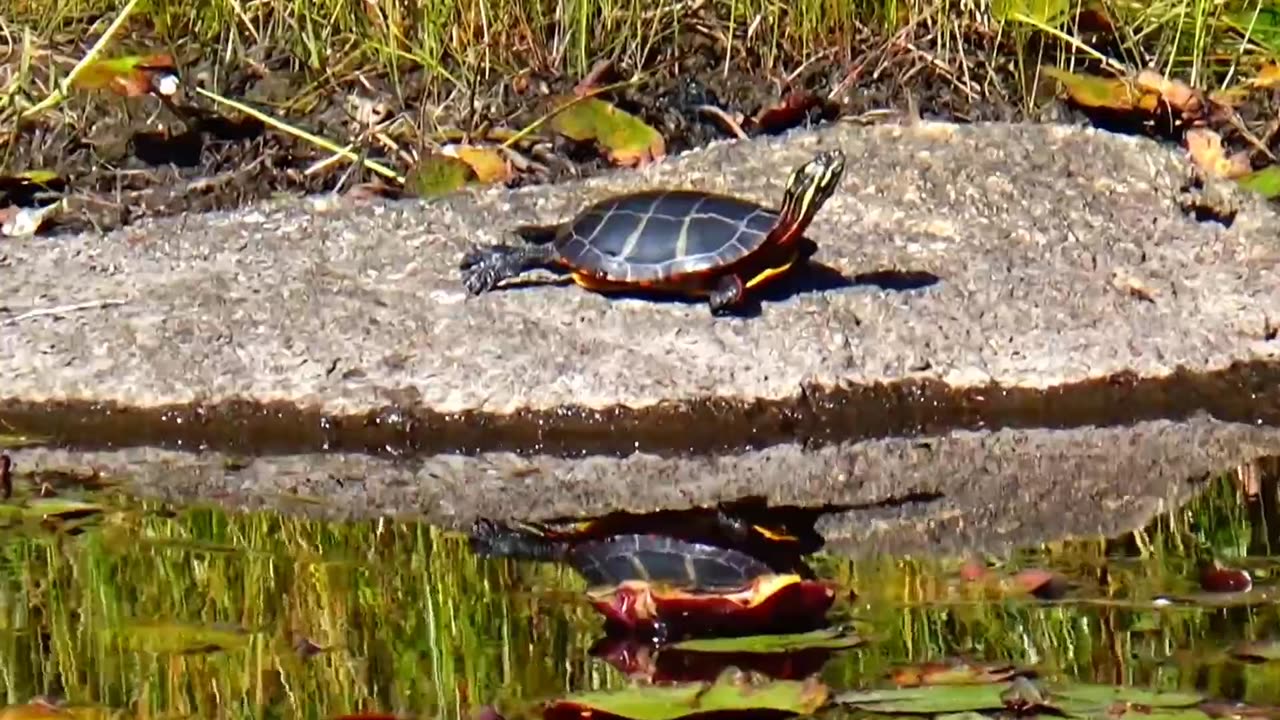 Painted Turtle