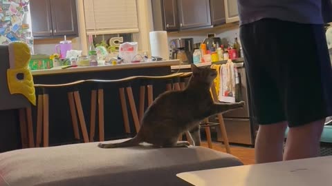 Cat Asks Dad for Flippy Flops