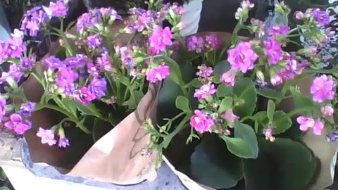 Beautiful little pink, purple and lilac flowers at the flower shop [Nature & Animals]