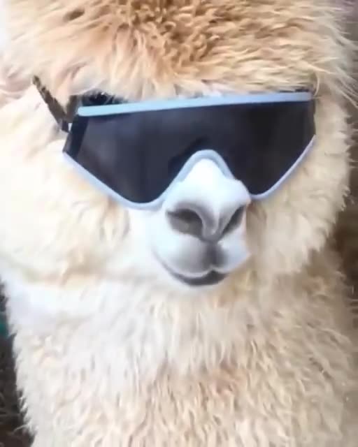 You’re not cool unless you’re llama cool