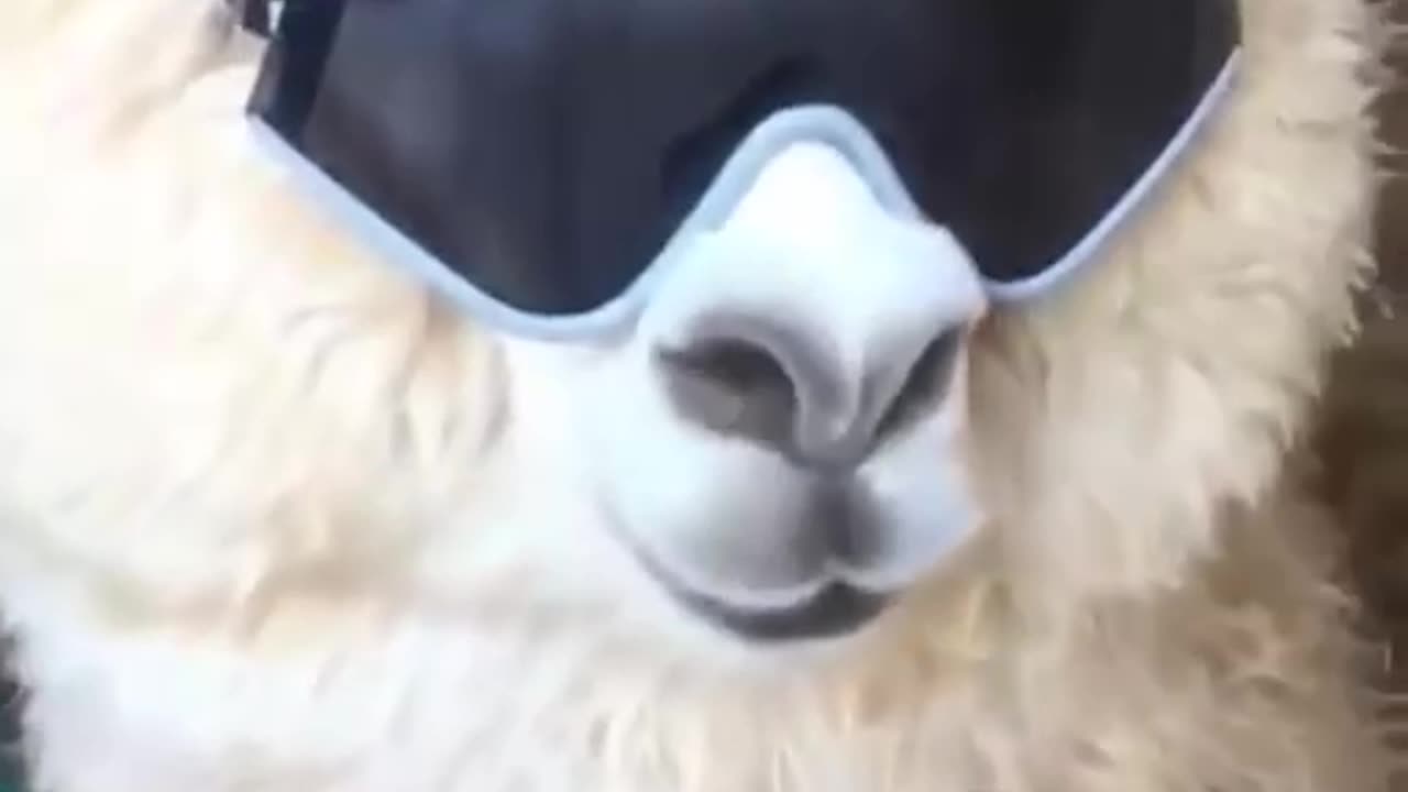 You’re not cool unless you’re llama cool