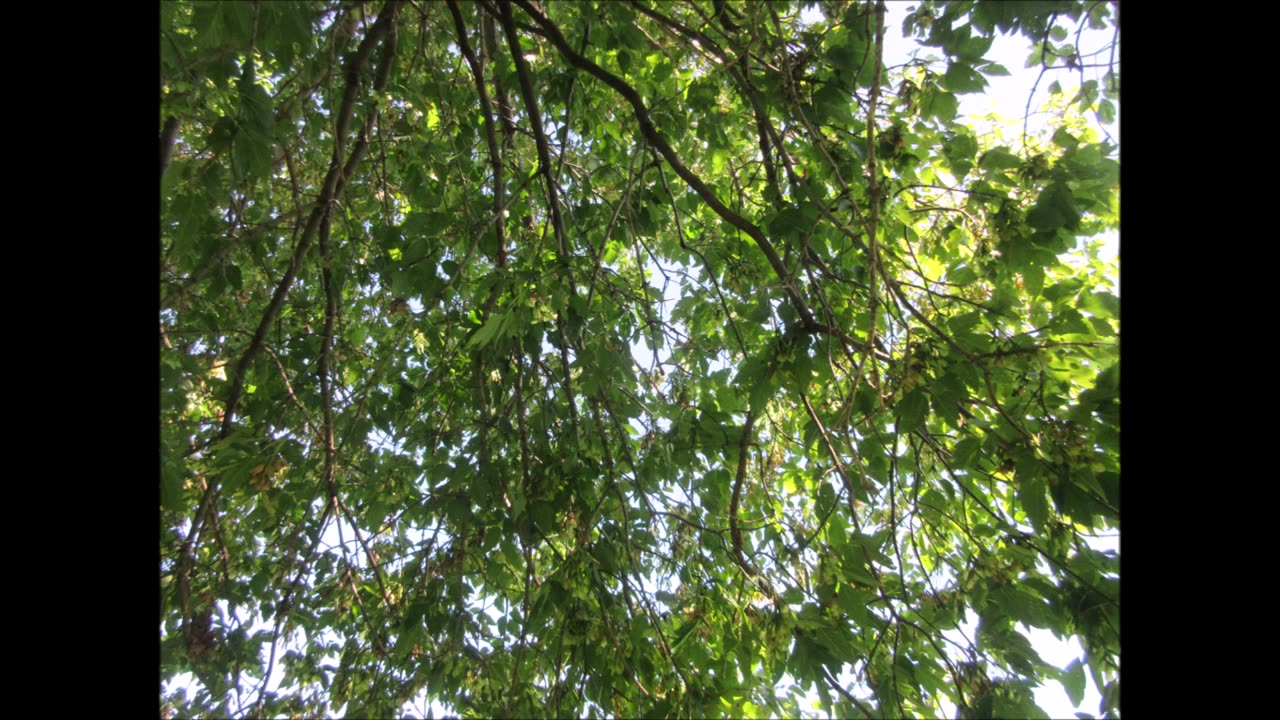 Every Tree Is Different Box Elder Tree August 2024