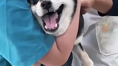 Try not to laugh! 😂 #funny #animalvideos #cute