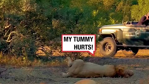 😂😂 These Lions Are SO Full They Can't Walk! | FunFM