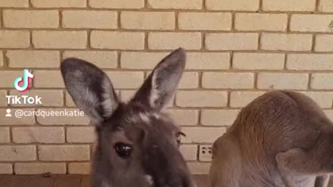 Kangaroo diaries only in Australia 🇦🇺