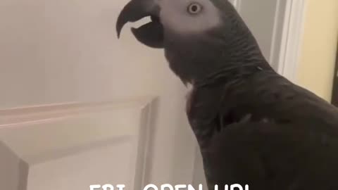 Funny animal videos