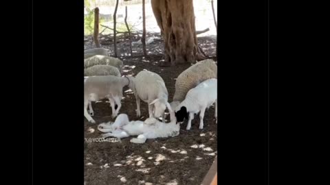 Fuʞ Cats/Yayyy Dogs • by DP • 11-28-2025