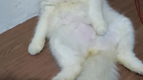 Cat relax like a people