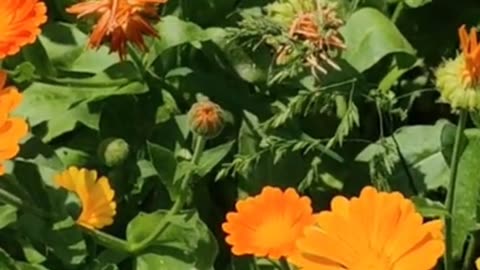 Healing with Calendula Oil