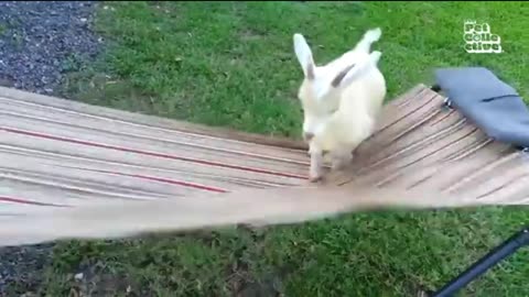 animal funny, animal funny video, Best animal funny video, animal fun,