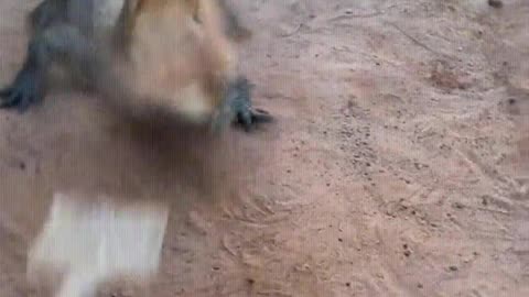 Crocodiles are stubborn creatures.