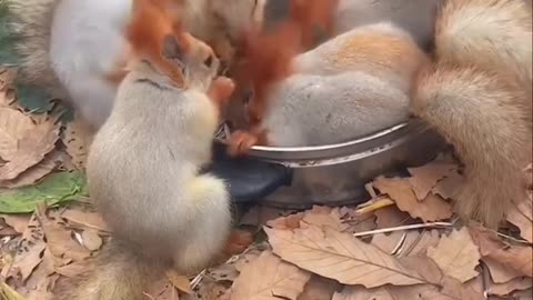 Dinner time