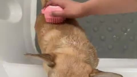 Soap Dispensing Brush TRANSFORMS Dog Bath Time! #Dogs #shopping