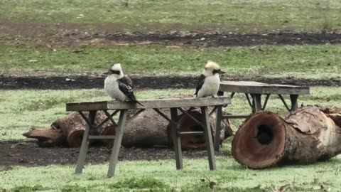 Kookaburras at Fire Pit