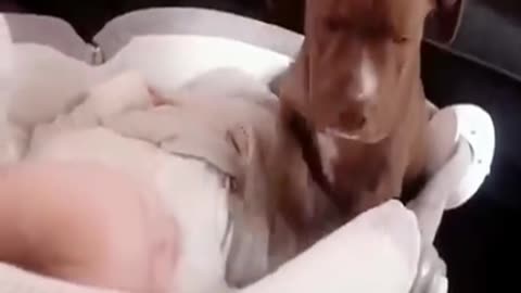 Dogs love being with babies ♥️🐶♥️ #dog #love #baby