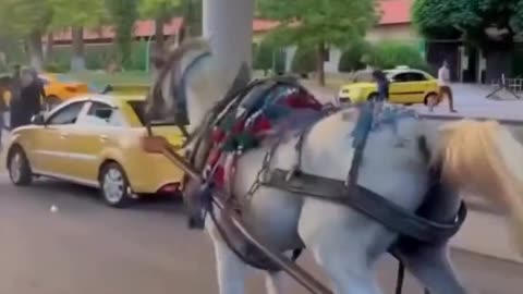 Horse running away with watermelons