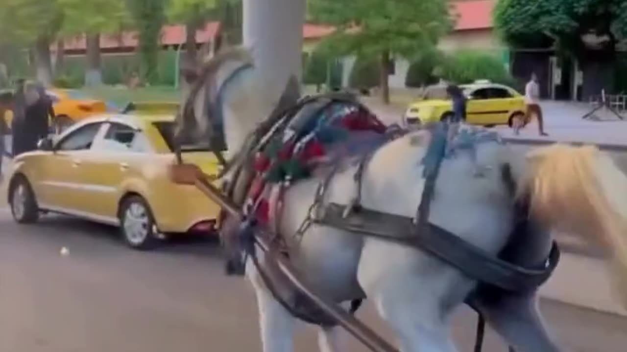 Horse running away with watermelons