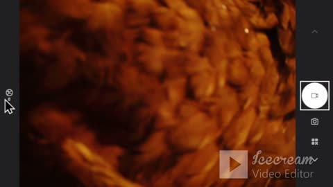 Poultry Act: Back in the Feather