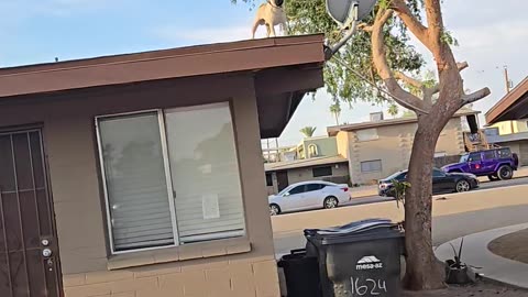 Pug on Roof Patrol