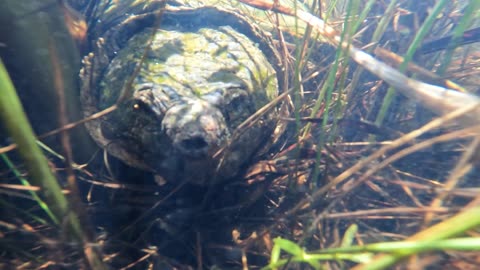 Snapping Turtle