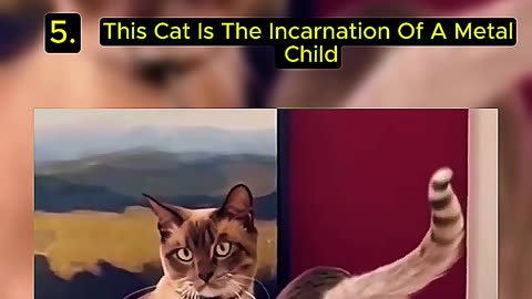 Top 5 Cat Fails That Broke the Internet! You Won't Believe