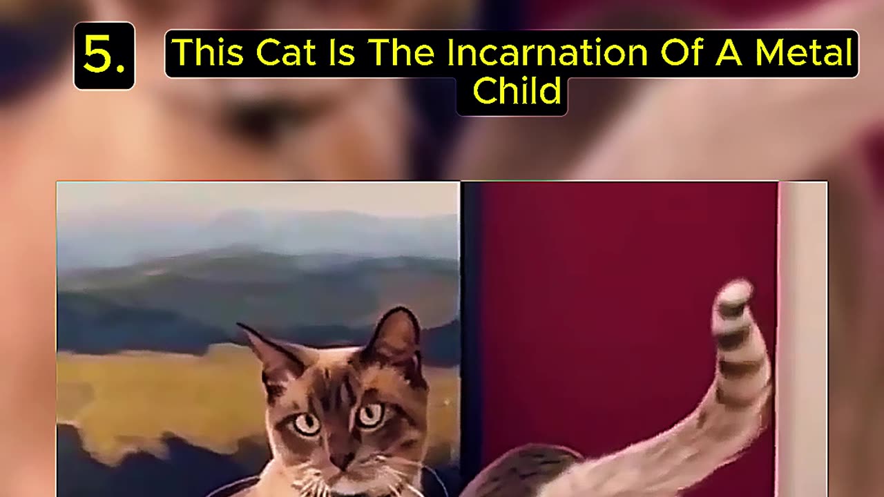 Top 5 Cat Fails That Broke the Internet! You Won't Believe