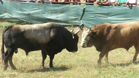 Zećo od Bokija vs Bikan od Lovrića Šestanovac 2025