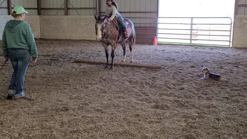 Kyla teaching Diva to sidepass a pole.