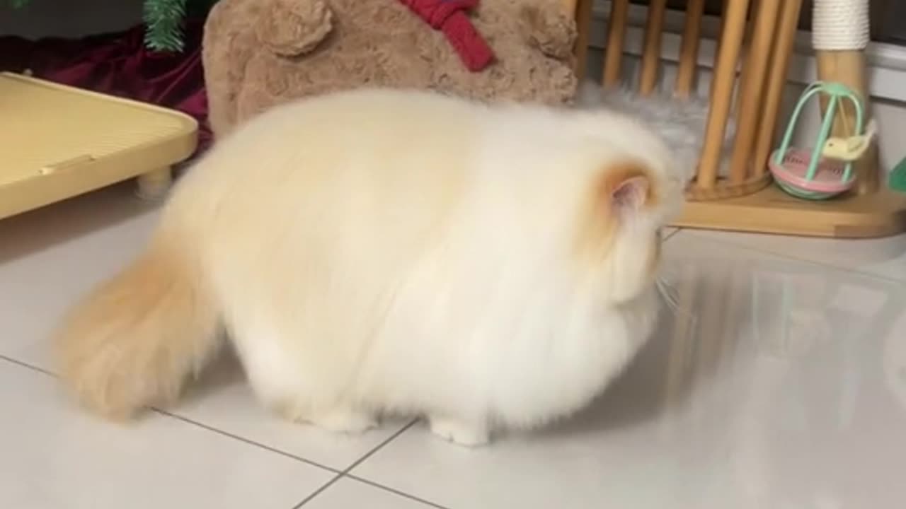 Who Can Resist This Fluffy Derp?