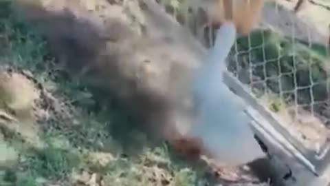 Funniest Cats and Dogs 🐶🐱 | Funny Animal Videos #9