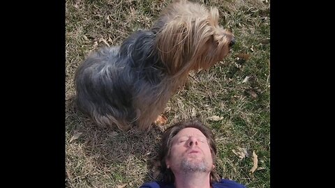 I've fallen, and my Yorkies won't let me get up! #puppy #yorkie #funnydogs