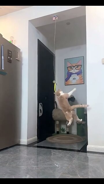Automatic cat teaser!