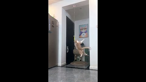 Automatic cat teaser!