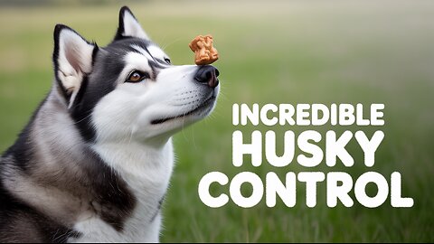 Obedient Husky Shows Amazing Discipline 🐶✨
