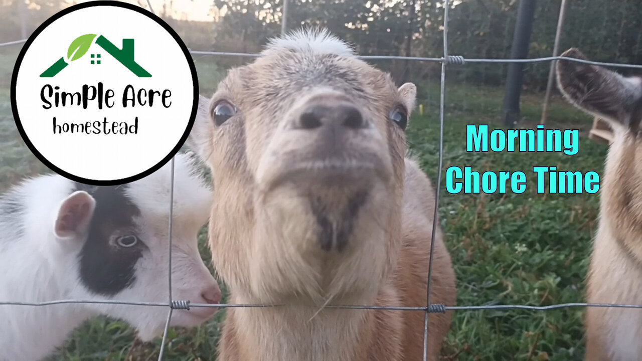 Morning Chore time on our 1 Acre Homestead. Come along and meet the animals.