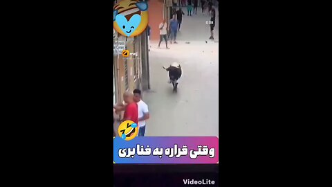 funny videos