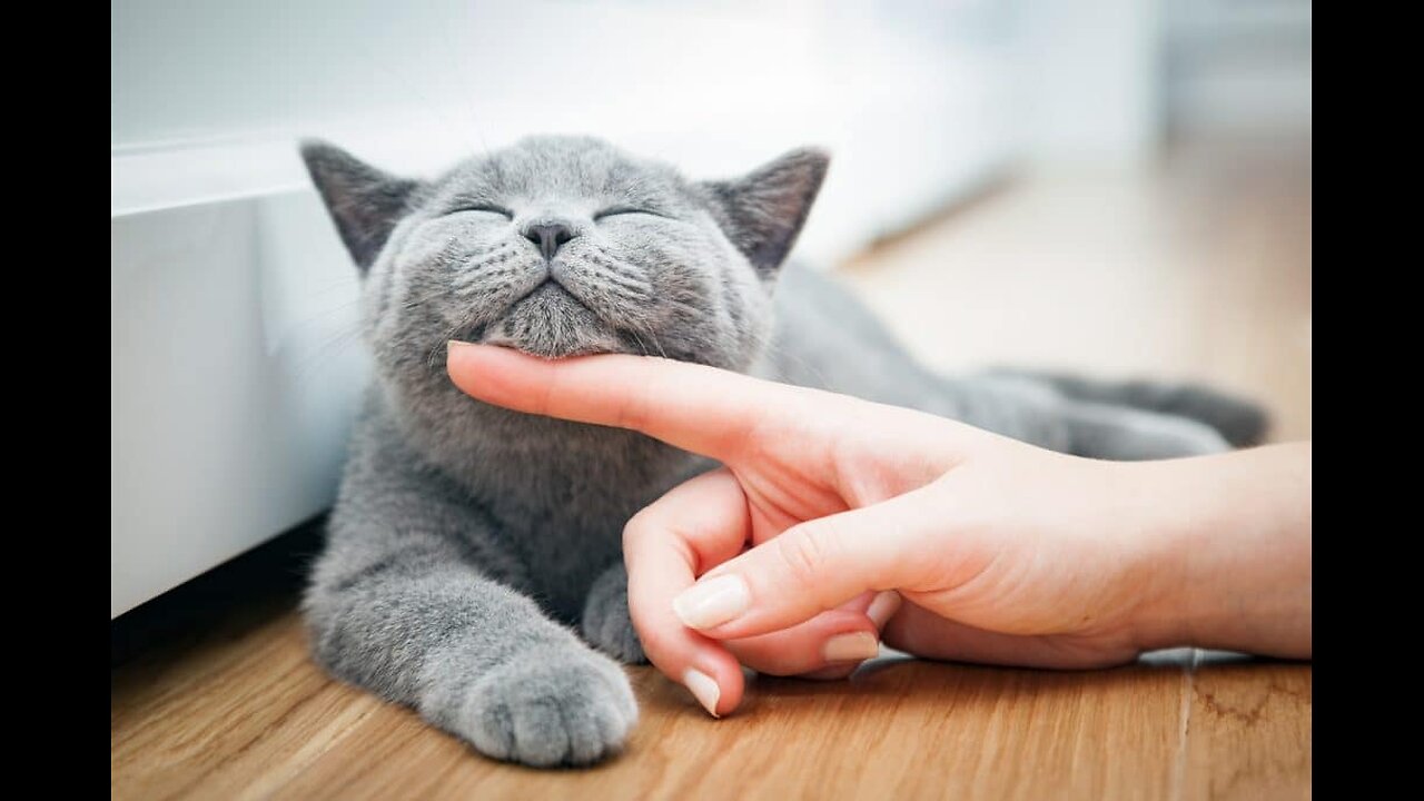 Funny and Cute Cats Collection - Part 47