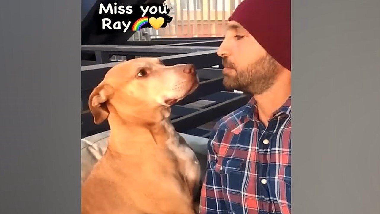 The New Funniest Animal Videos Part 84