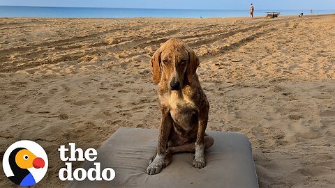 Gentlest Stray Dog Gets A Shed Built Just For Him | The Dodo